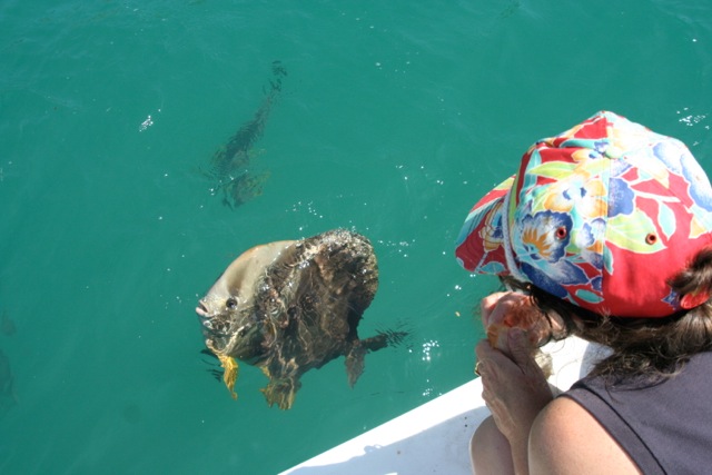 Feeding Fish